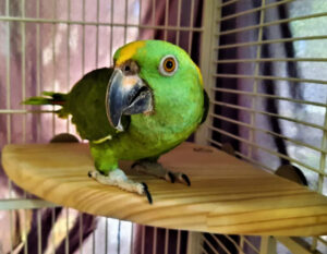 Amazon on Large Corner Perch