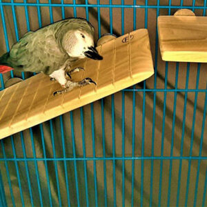 African Grey on Large Bird Ramp