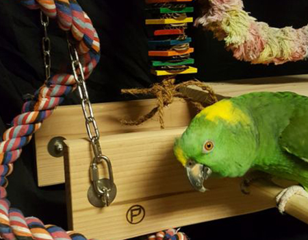 Amazon Parrot on Hanging Bird Stand