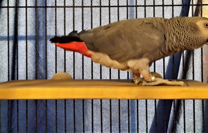 Parrot on Medium Flat Perch Shelf
