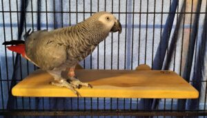 Large Platform Perch Shelf