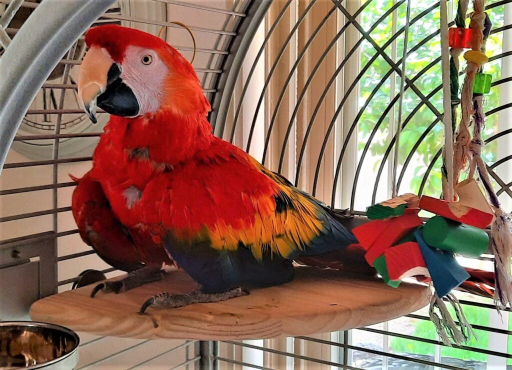 Macaw with Large Corner Perch
