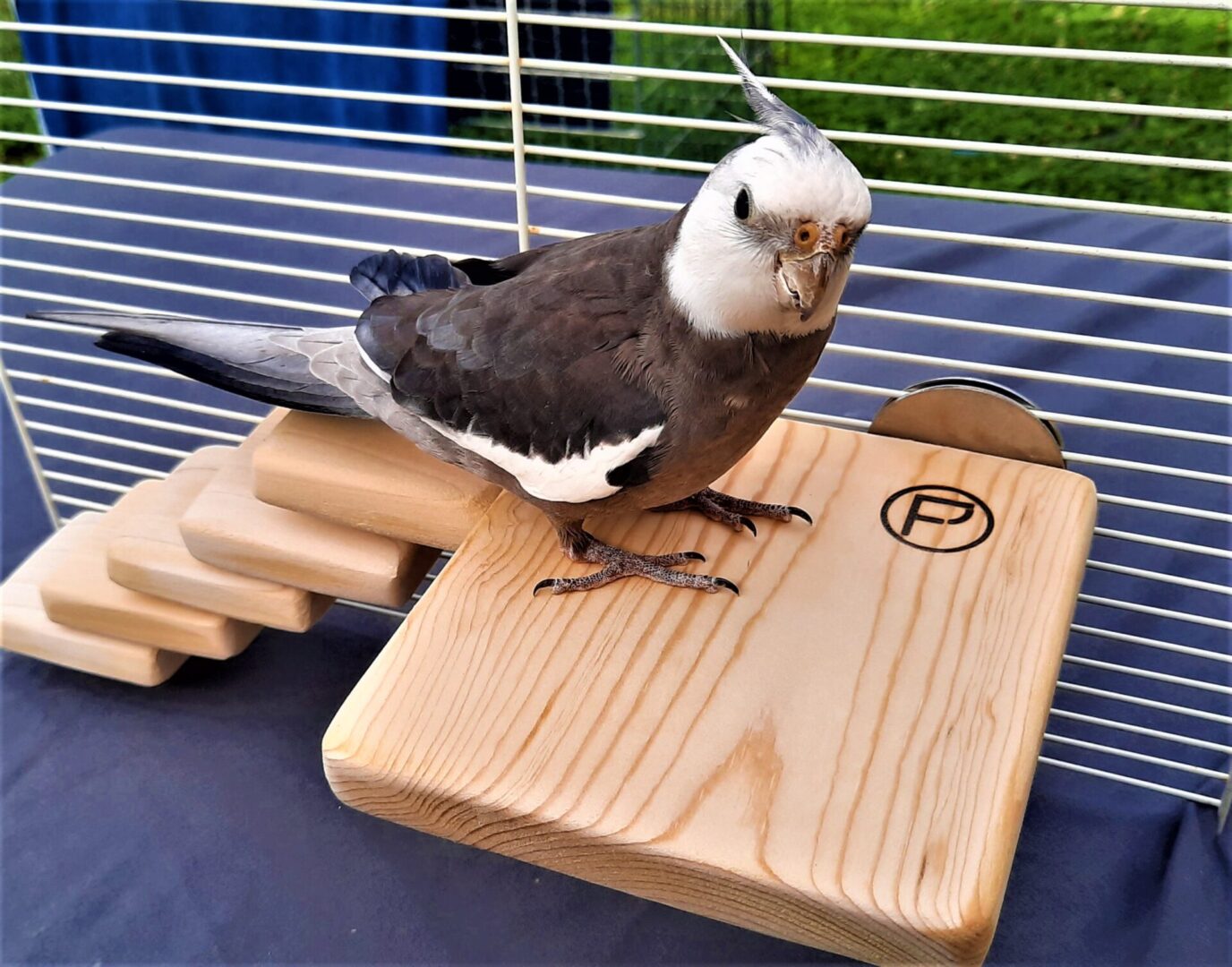 Flat Perch for Small to Medium size birds Cockatiels - Flat Perch