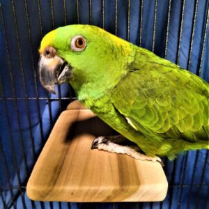 Amazon Parrot on Flat Perch