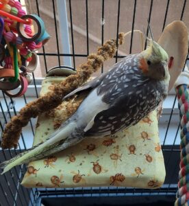Cockatiel perched on a patterned mat.