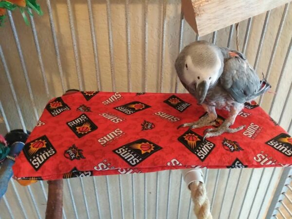Suns Design Cover African Grey