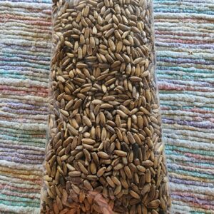 Certified organic safflower seeds