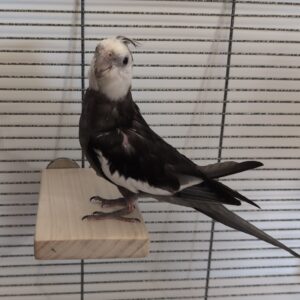 Cockatiel on a flat perch