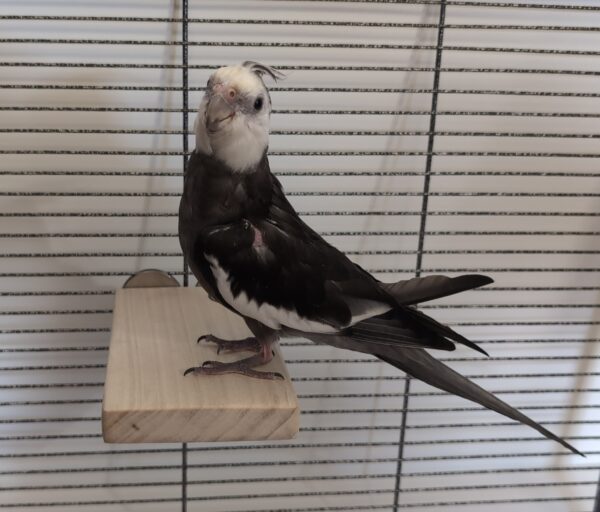 Cockatiel on a flat perch