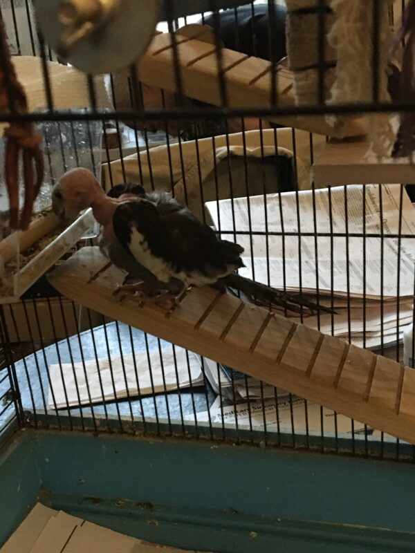 Kismet Flat Perch Ramp