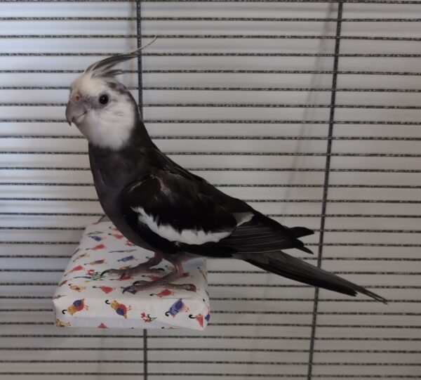 Cockatiel on a 4 x 6 perch