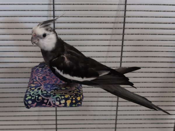 Cockatiel on Flat Perch with sheet