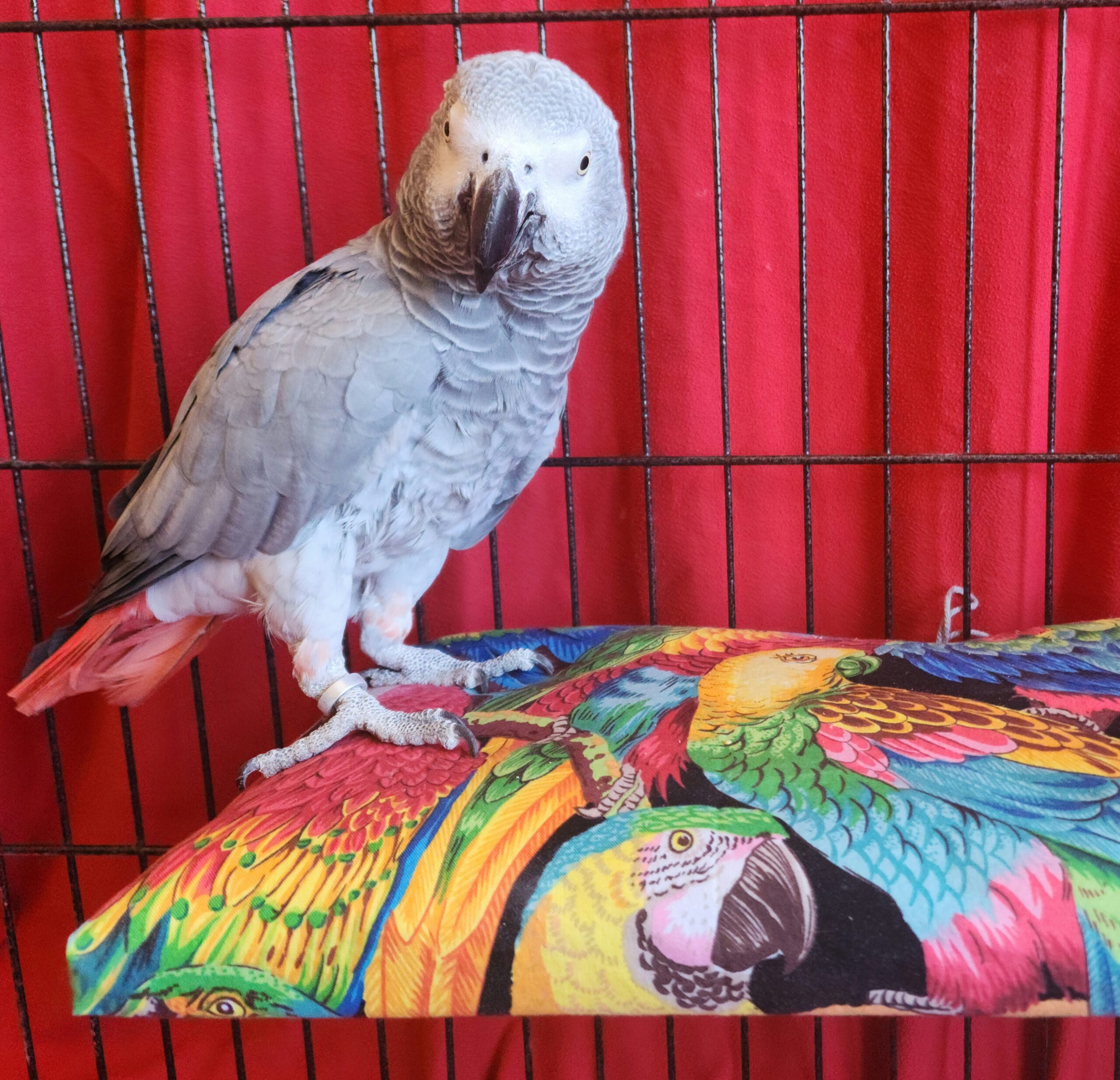 Pillow Top Sheet With African Grey