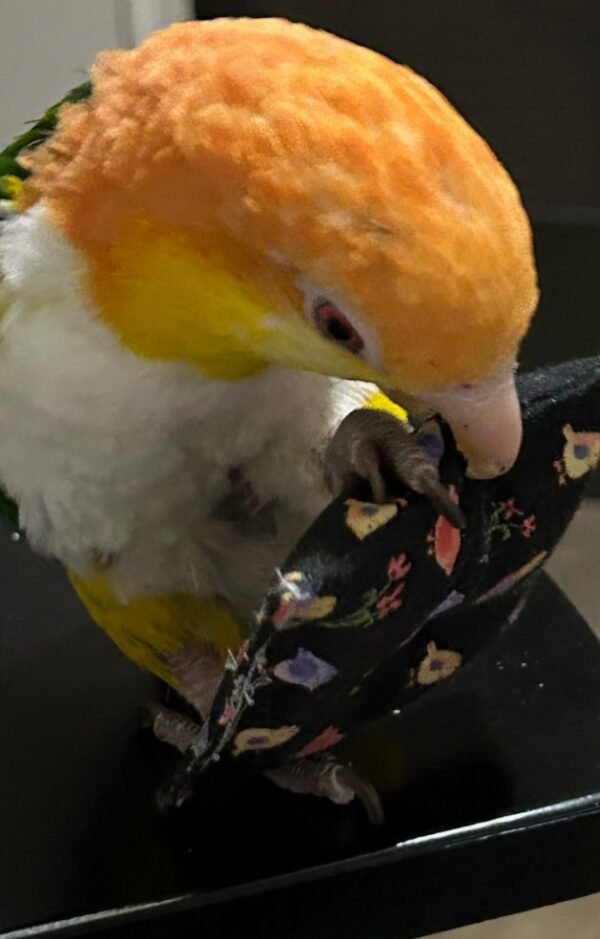 Caique Playing with a bird pillow