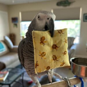 African Grey Playing with a pillow
