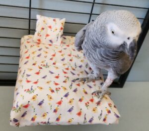 Flat Perch Pillow Top Sheets