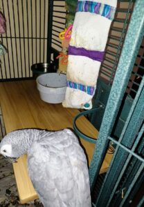 Custom Flat Perch for African Grey