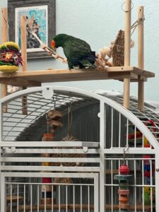 Custom Flat Perch Cage Stand