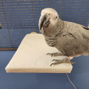 African Grey on Grounding Sheet