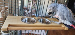Custom Bird Food Bowls