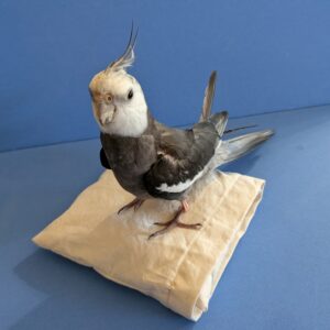 Cockatiel on a pillow